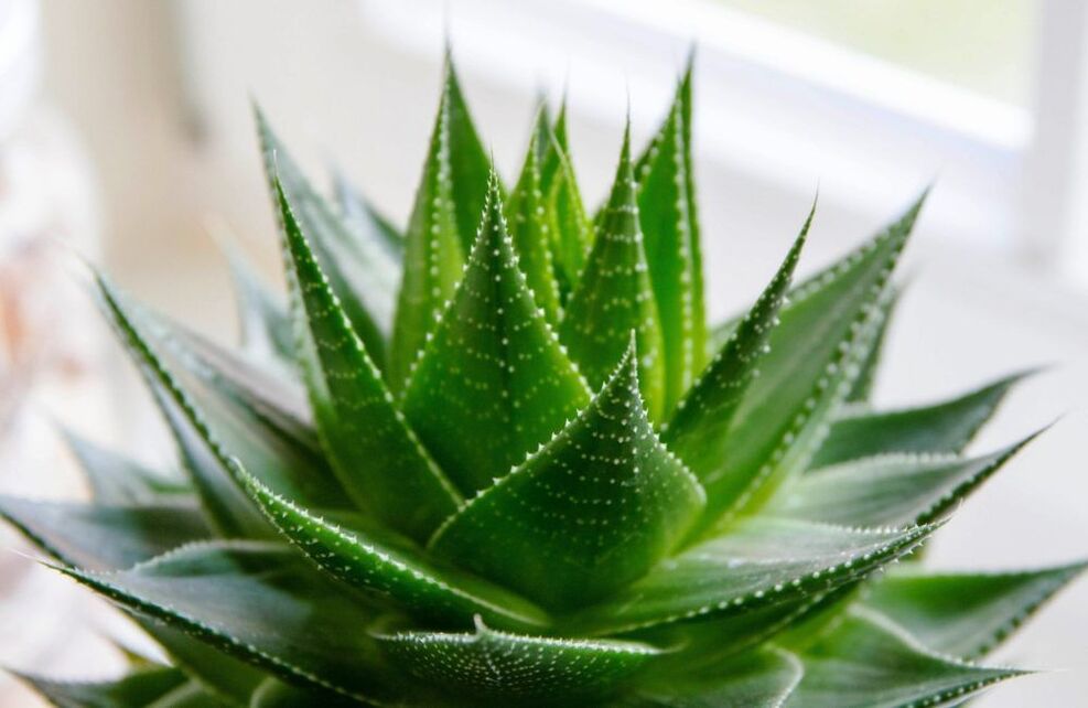 Aloe para agrandar el pene